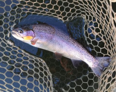 大安トラウトレイク釣果